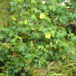 Location: Mt. View, Hawai'i
Date: 4000-02-04
Cultivated plant.