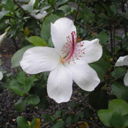 Location: Hilo, Hawai'i
Date: 4000-02-04
Flower