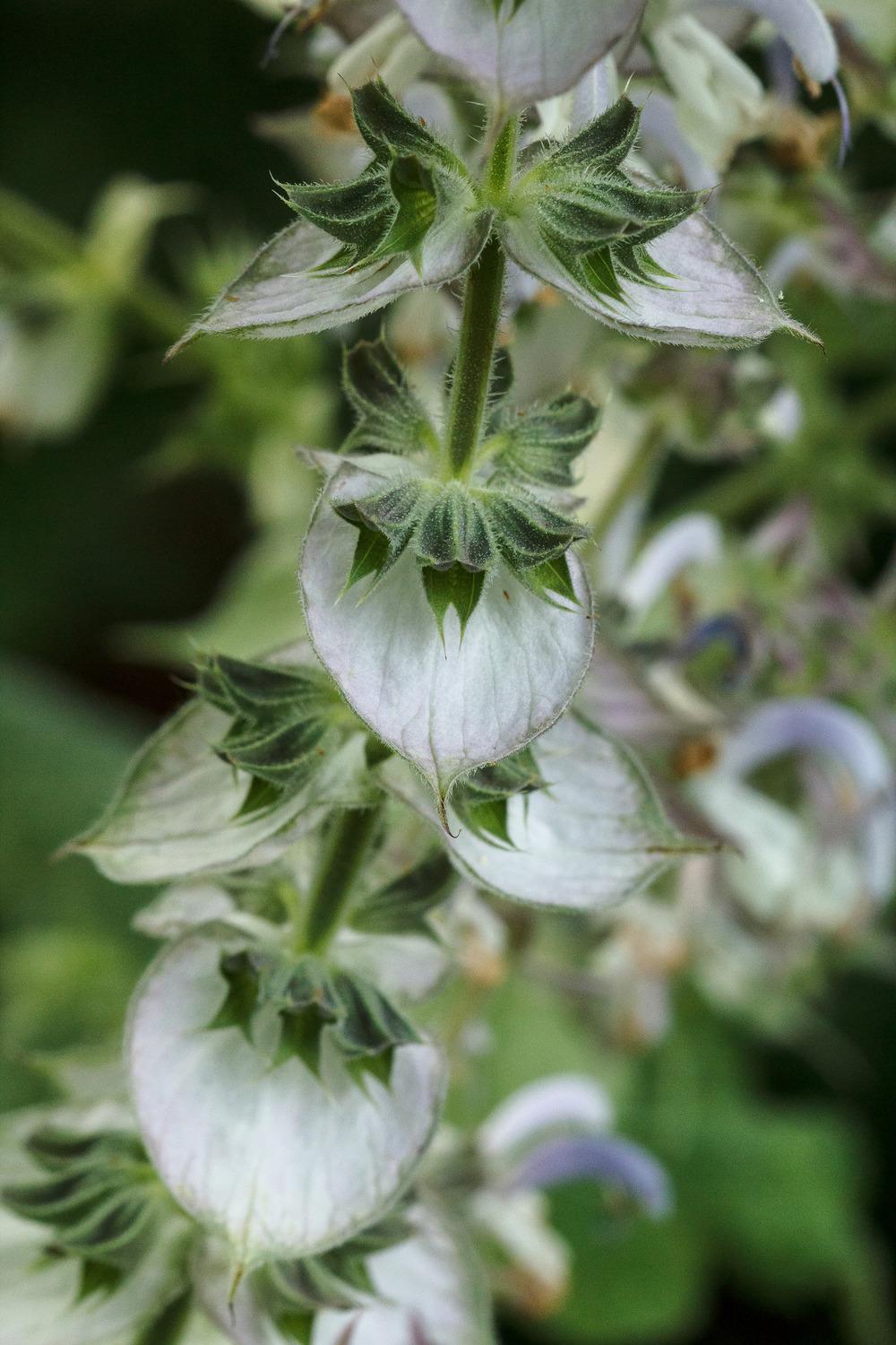 Photo of Clary Sage (Salvia sclarea) uploaded by admin