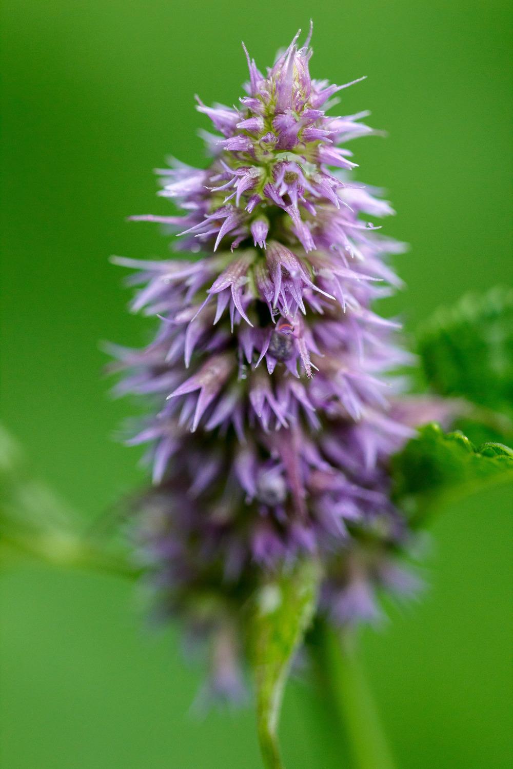 Photo of Lavender Hyssop (Agastache scrophulariifolia) uploaded by admin