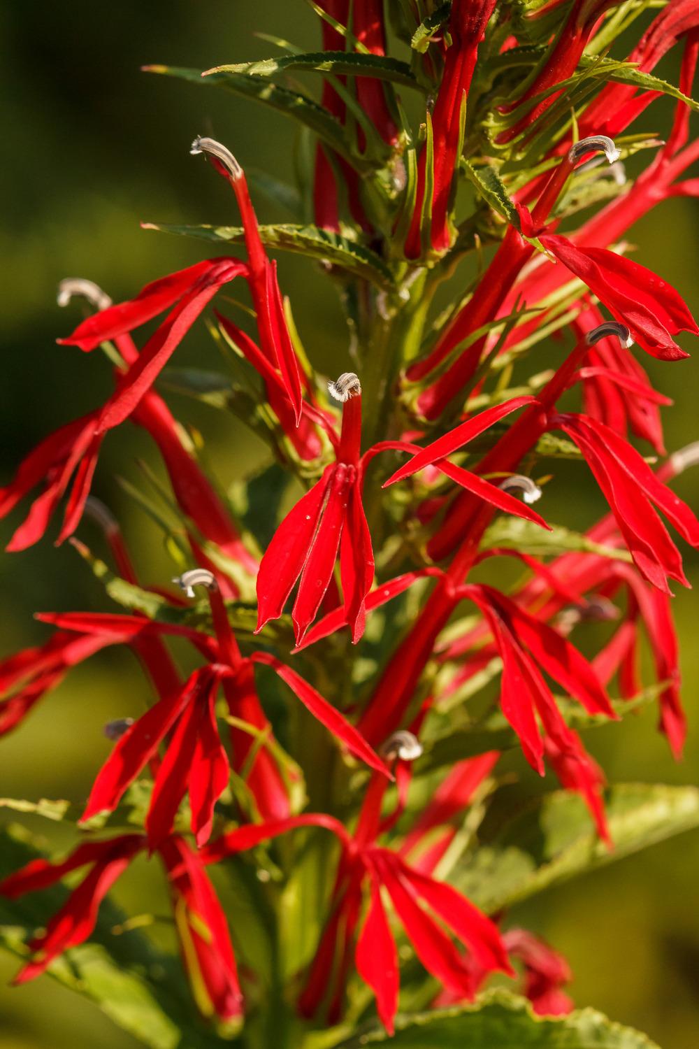 Photo of Cardinal Flower (Lobelia cardinalis) uploaded by admin