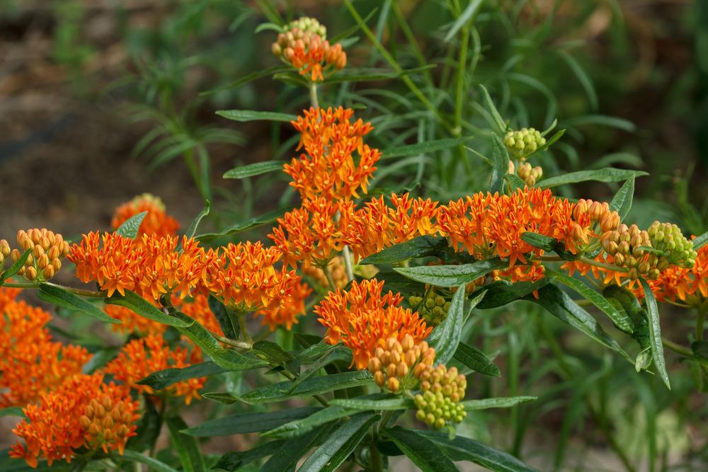 Photo of Butterfly Milkweed (Asclepias tuberosa) uploaded by admin