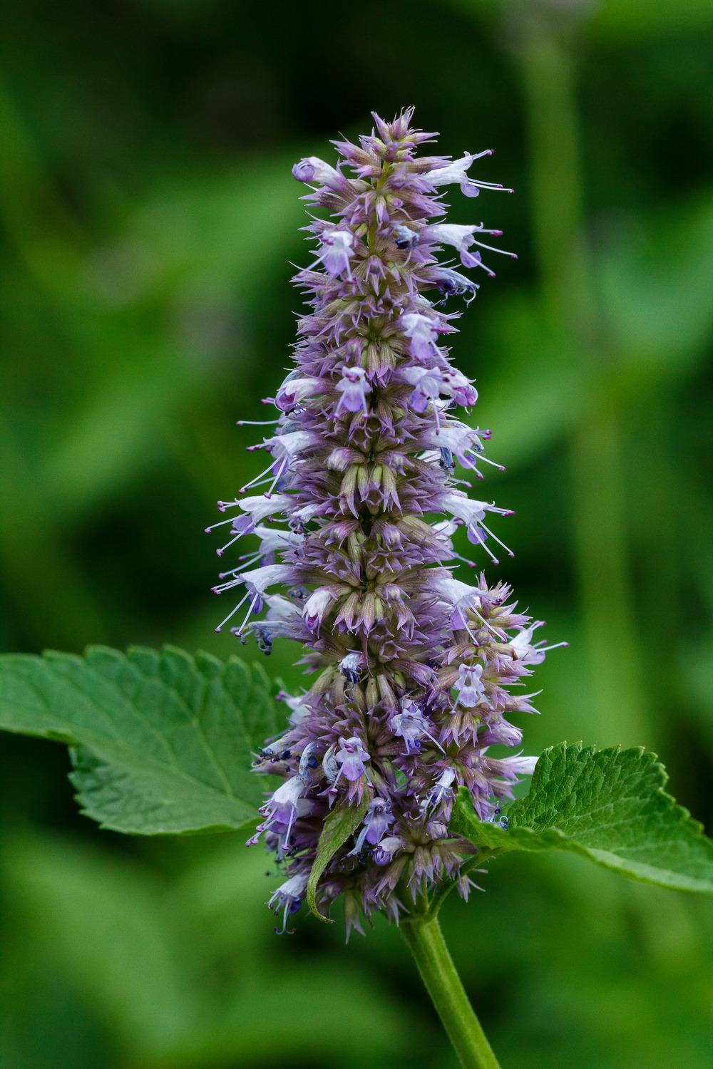 Photo of Lavender Hyssop (Agastache scrophulariifolia) uploaded by admin