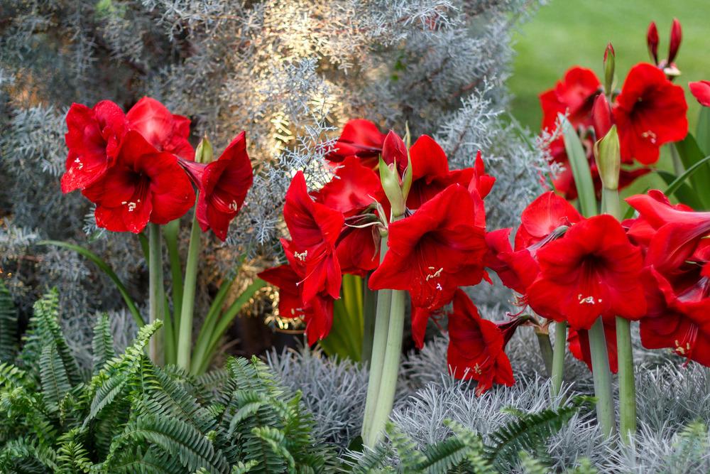 Photo of Amaryllis (Hippeastrum 'Red Lion') uploaded by admin