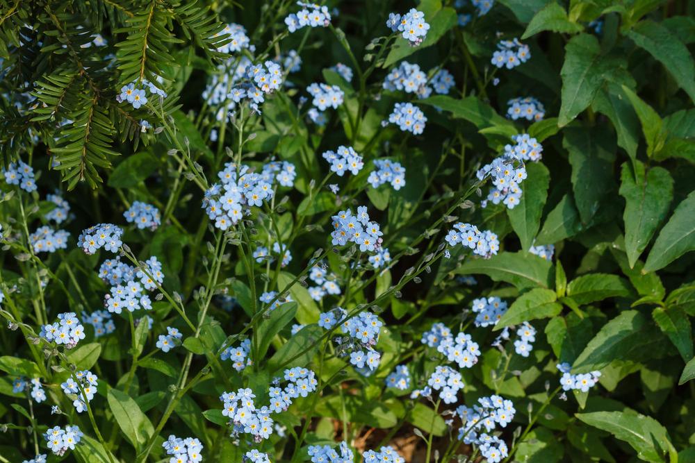 Photo of Forget-Me-Not (Myosotis sylvatica) uploaded by admin