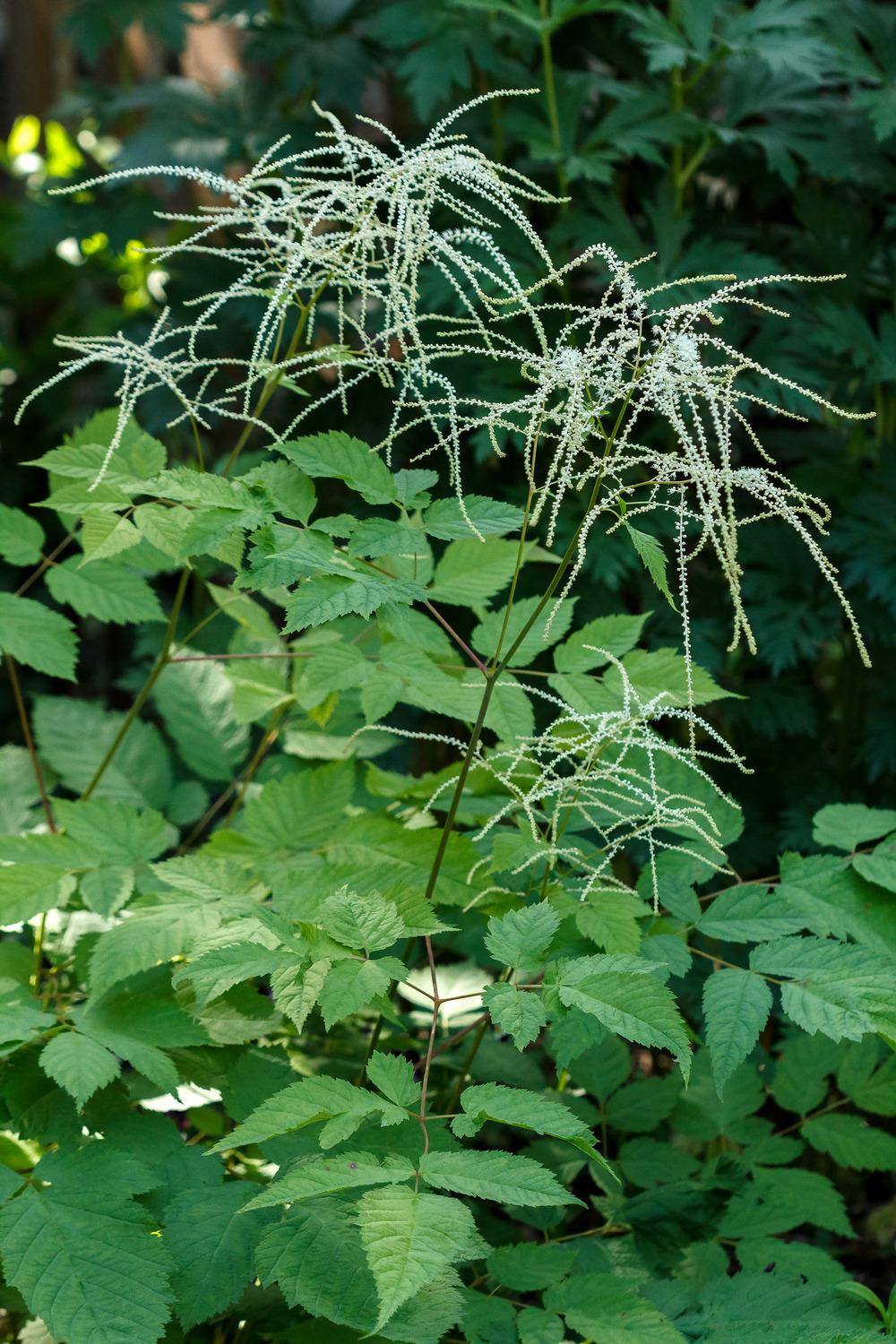 Photo of Goat's Beard (Aruncus dioicus) uploaded by admin
