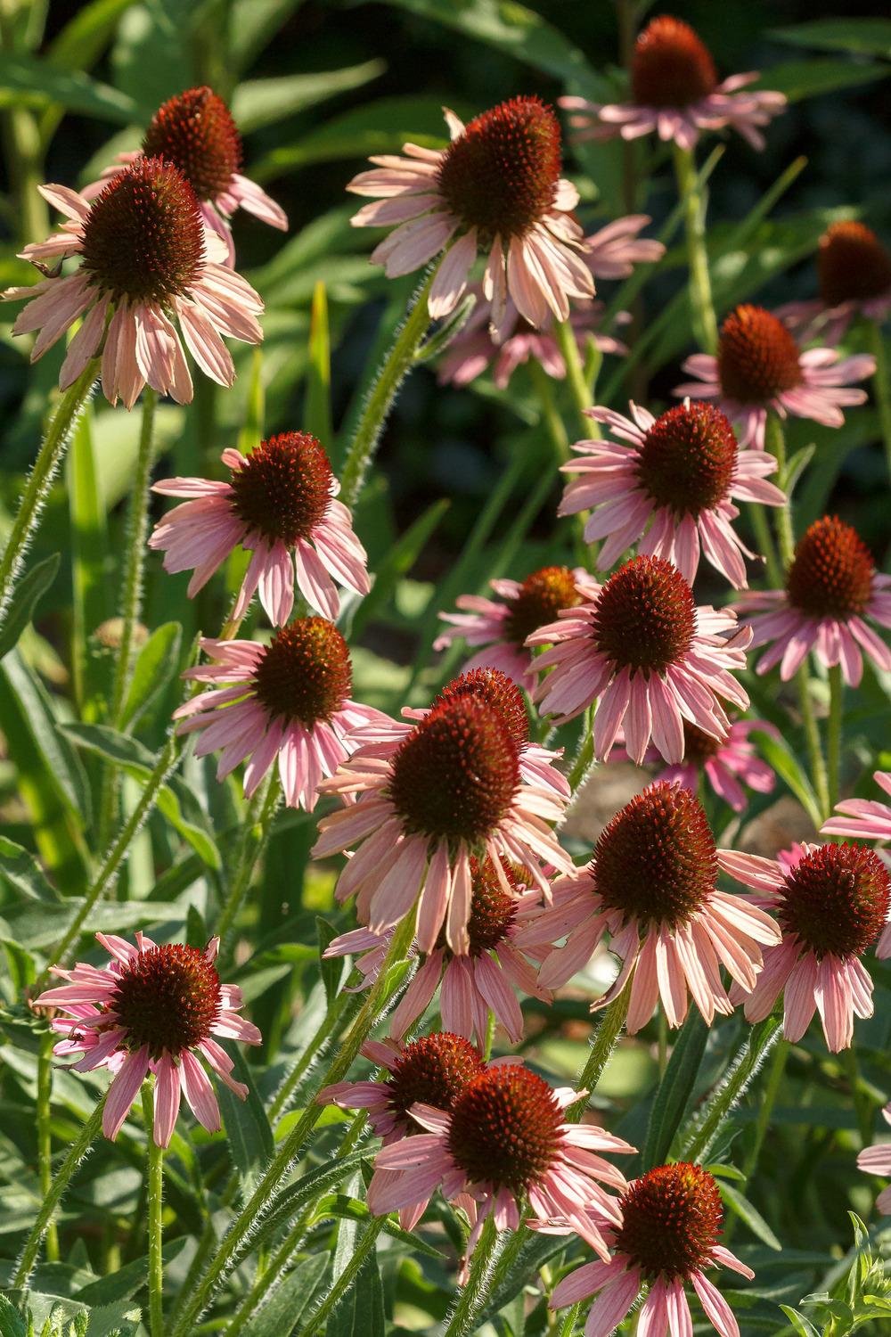 Photo of Coneflower (Echinacea Pixie Meadowbrite) uploaded by admin