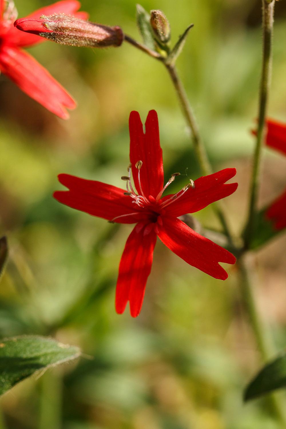 Photo of Fire Pink (Silene virginica) uploaded by admin