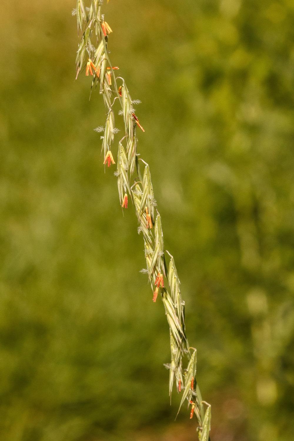 Photo of Sideoats Grama Grass (Bouteloua curtipendula) uploaded by admin