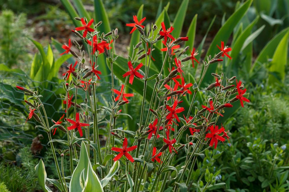 Photo of Fire Pink (Silene virginica) uploaded by admin