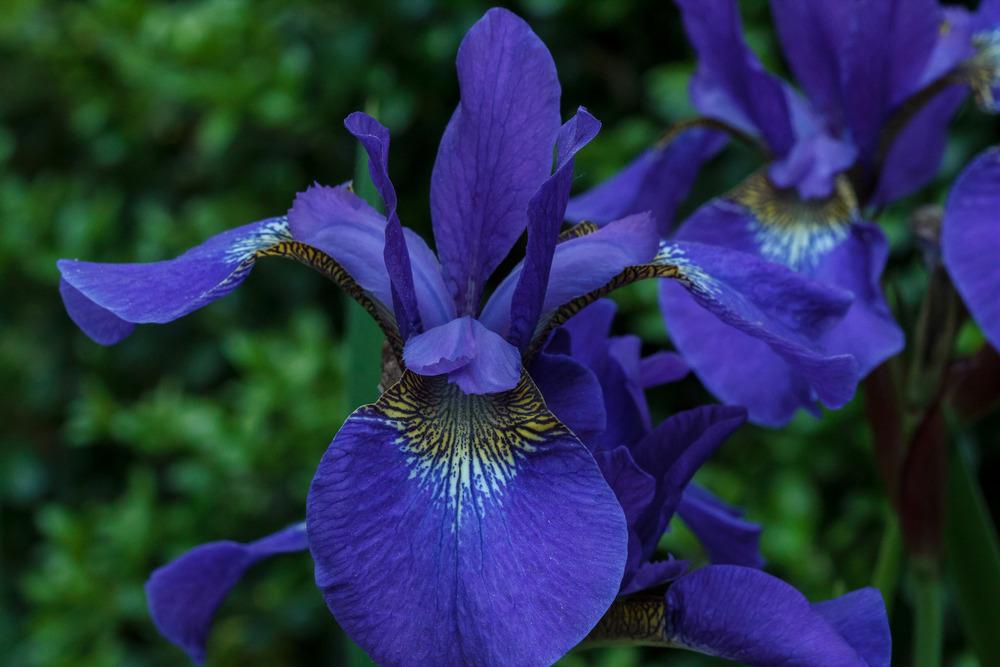 Photo of Siberian Iris (Iris 'Caesar's Brother') uploaded by admin