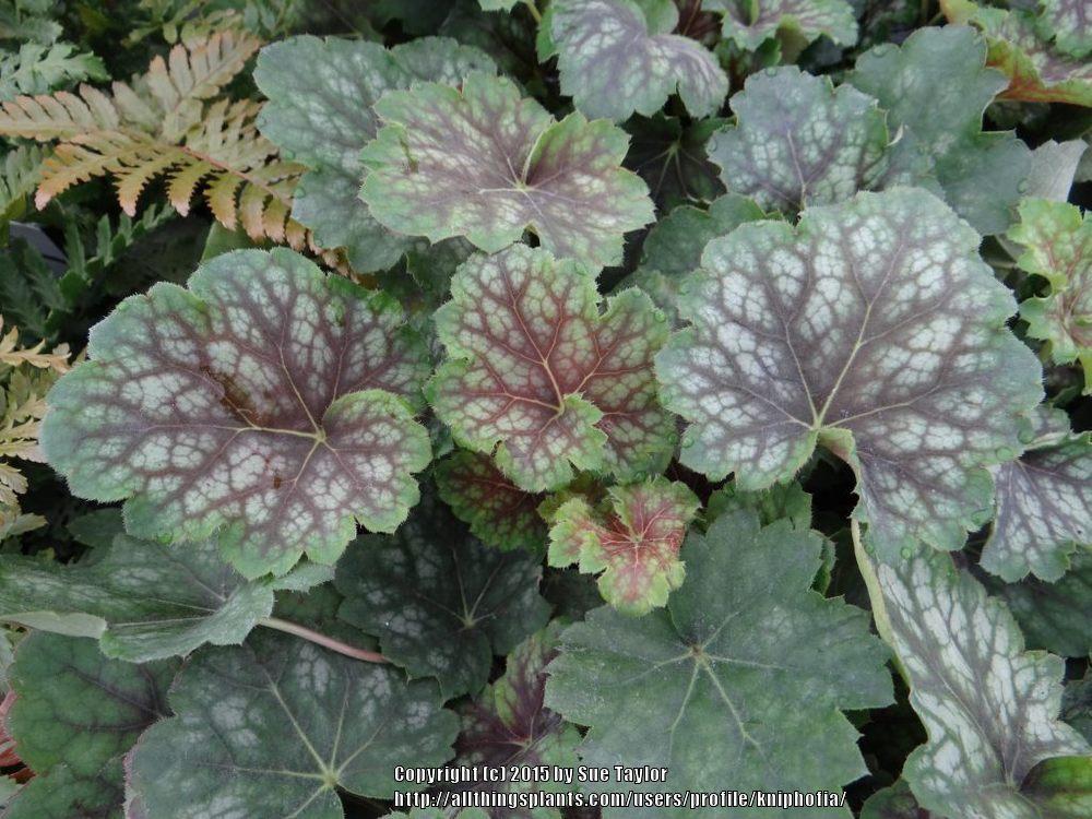 Photo of Coral Bells (Heuchera 'Marvelous Marble') uploaded by kniphofia