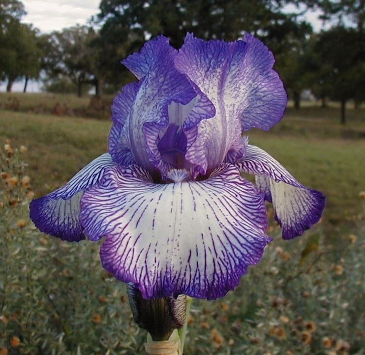 Photo of Tall Bearded Iris (Iris 'Autumn Circus') uploaded by needrain