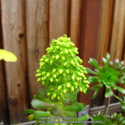 Location: At our garden - San Joaquin County, CA
Date: 2015-02-04 - Winter
Aeonium arboreum with its bud formation this winter
