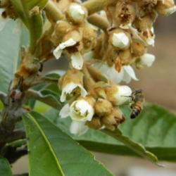 Location: Northeastern, Texas
Date: 2014-12-21
December blooms attract bees and other pollinators