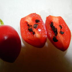 Location: Northeastern, Texas
Date: 2014-08-04
Seeds are black in color