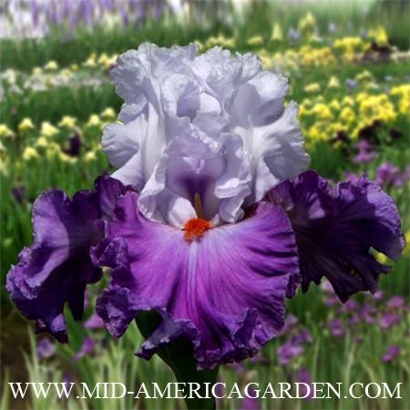 Photo of Tall Bearded Iris (Iris 'Polka') uploaded by Calif_Sue