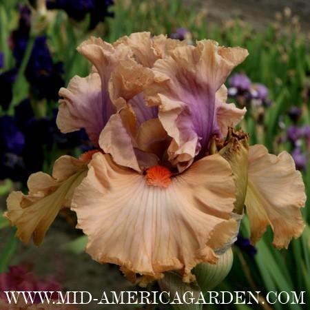 Photo of Tall Bearded Iris (Iris 'Pretty as a Picture') uploaded by Calif_Sue