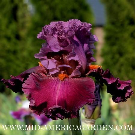 Photo of Tall Bearded Iris (Iris 'Rarer than Rubies') uploaded by Calif_Sue