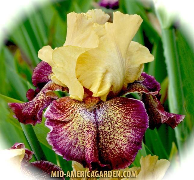 Photo of Tall Bearded Iris (Iris 'Raining Cats and Dogs') uploaded by Calif_Sue