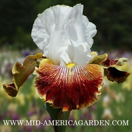 Photo of Tall Bearded Iris (Iris 'Scatterbrain') uploaded by Calif_Sue