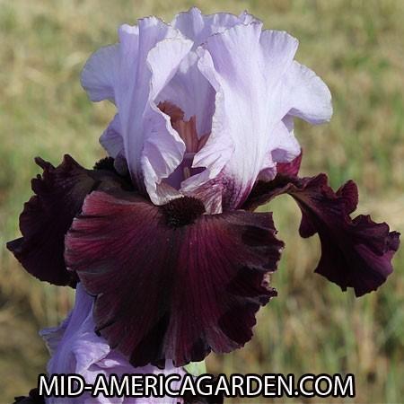 Photo of Tall Bearded Iris (Iris 'Private Eye') uploaded by Calif_Sue