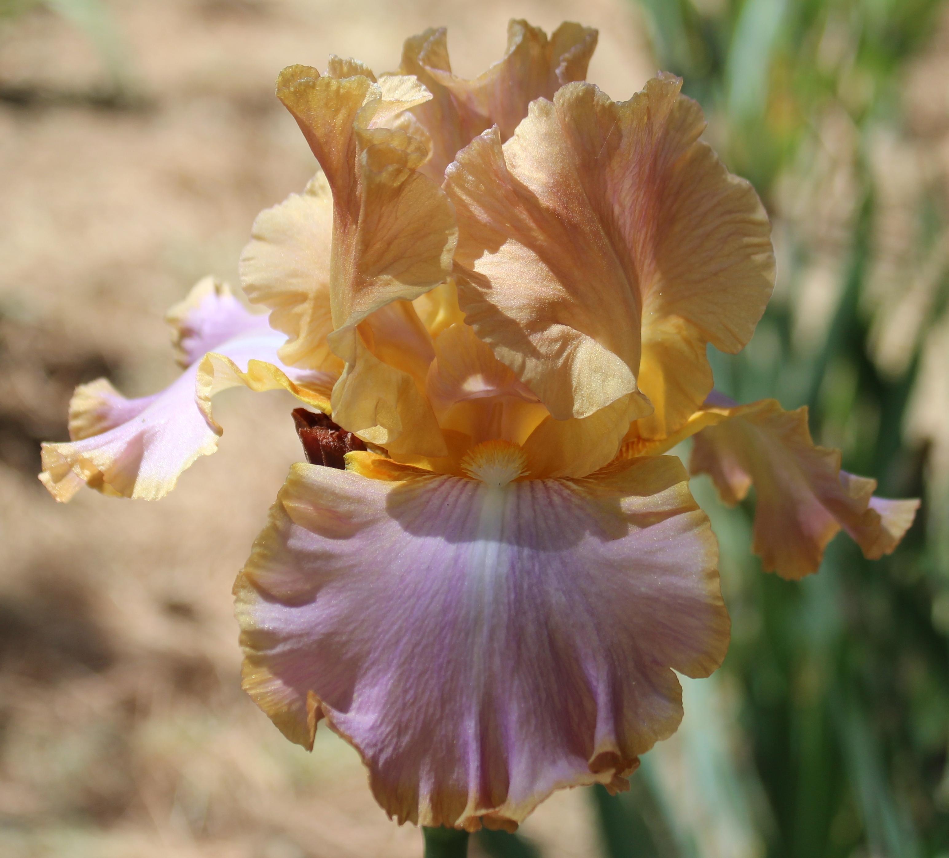 Photo of Tall Bearded Iris (Iris 'Afternoon Delight') uploaded by Calif_Sue