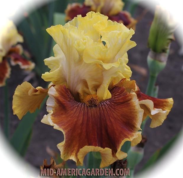 Photo of Tall Bearded Iris (Iris 'Seasons in the Sun') uploaded by Calif_Sue