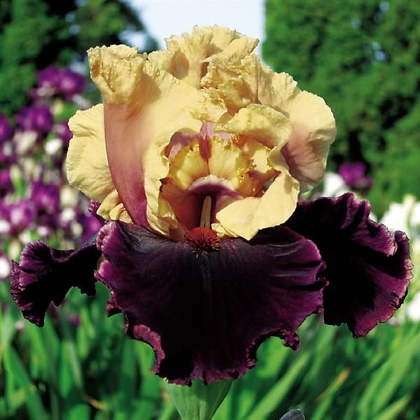 Photo of Tall Bearded Iris (Iris 'Prague') uploaded by Calif_Sue