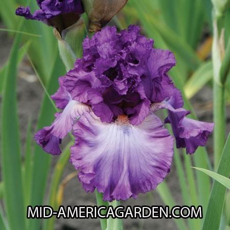Photo of Tall Bearded Iris (Iris 'Russian Violet') uploaded by Calif_Sue