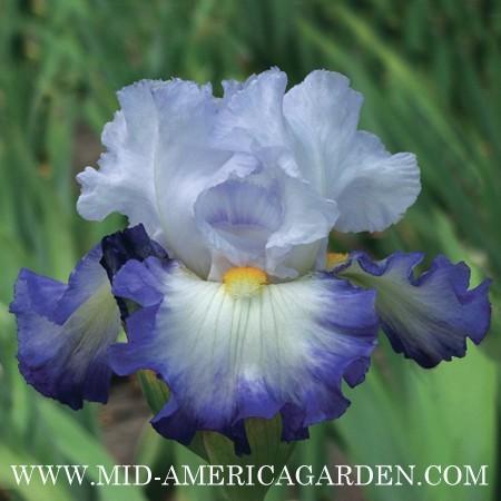 Photo of Tall Bearded Iris (Iris 'Pursuit of Happiness') uploaded by Calif_Sue