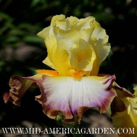 Photo of Tall Bearded Iris (Iris 'Rainbow High') uploaded by Calif_Sue