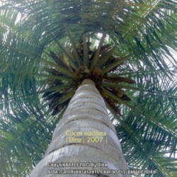 Location: Mysore, India
Date: 2007
Arrangement of fronds in attractive 'radial'