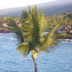 Location: Keauhou, Hawai'i
Date: 4000-02-05
View from the 3rd floor of the hotel.