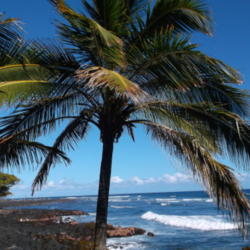 Location: Pohoiki Coast, Puna, Hawai'i
Date: 2014-03-28
Coastline Tree.