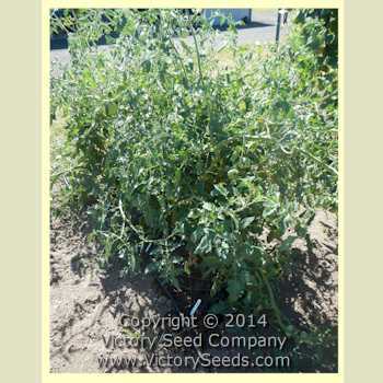 Photo of Tomato (Solanum lycopersicum 'Sakharnyi Pudovichok') uploaded by MikeD