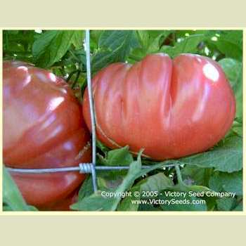 Photo of Tomato (Solanum lycopersicum 'Tennessee Britches') uploaded by MikeD