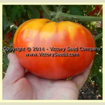 Photo of Tomato (Solanum lycopersicum 'Sakharnyi Pudovichok') uploaded by MikeD