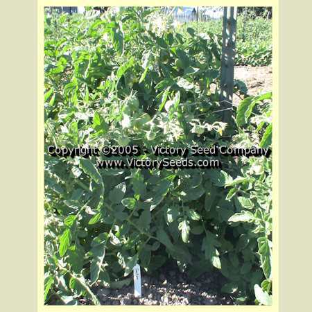 Photo of Tomato (Solanum lycopersicum 'Santiam') uploaded by MikeD