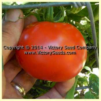 Photo of Tomato (Solanum lycopersicum 'Fakel') uploaded by MikeD