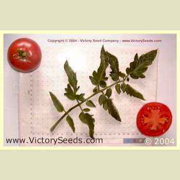 Photo of Tomato (Solanum lycopersicum 'Traveler') uploaded by MikeD