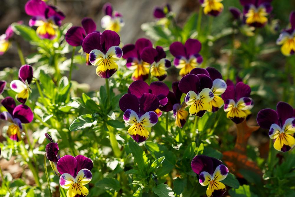 Photo of Johnny Jump-Up (Viola tricolor) uploaded by admin