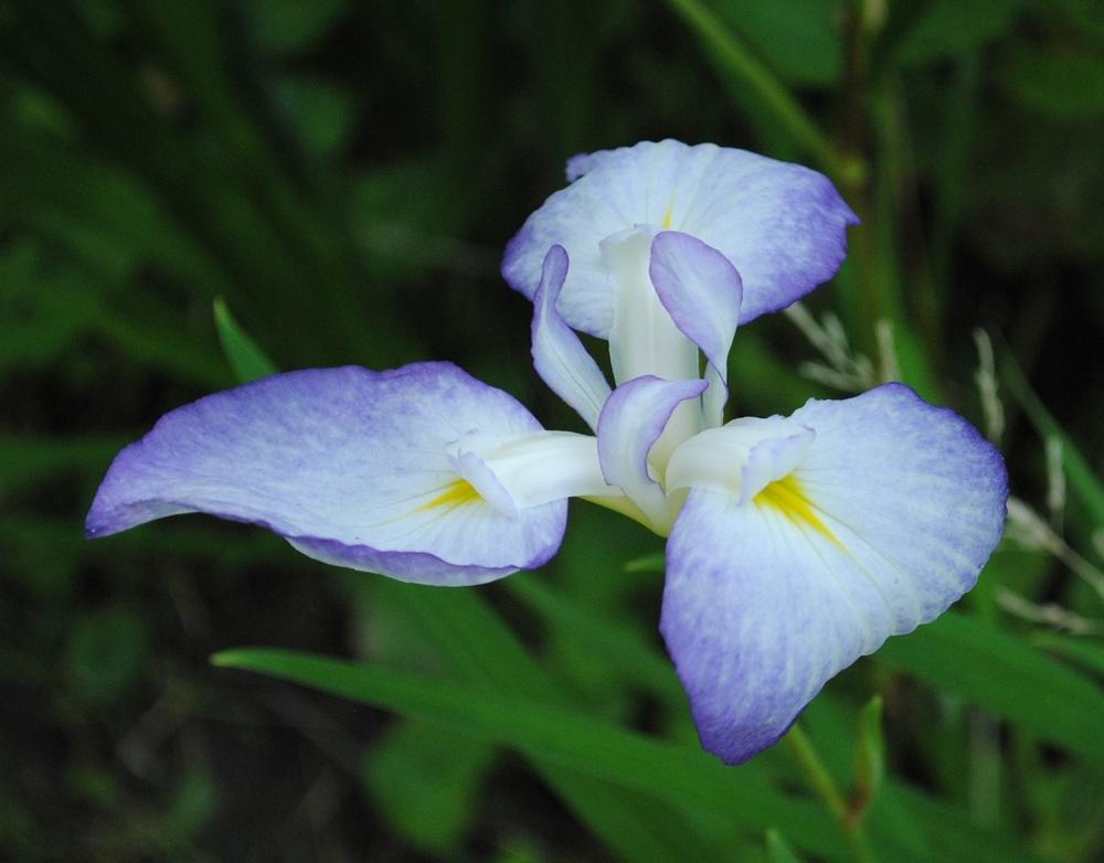 Photo of Irises (Iris) uploaded by chelle