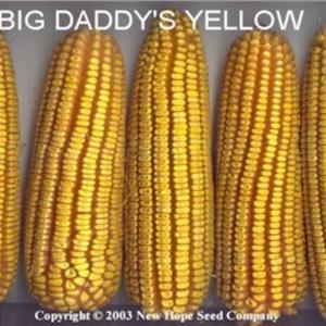 Image used courtesy of the New Hope Seed Company
