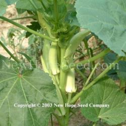 Location: Bon Aqua, TN
Date: 2003
Image used courtesy of the New Hope Seed Company