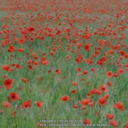 Location: Yorkshire, UK
Date: 2014-07-07
Poppies in a wheat field