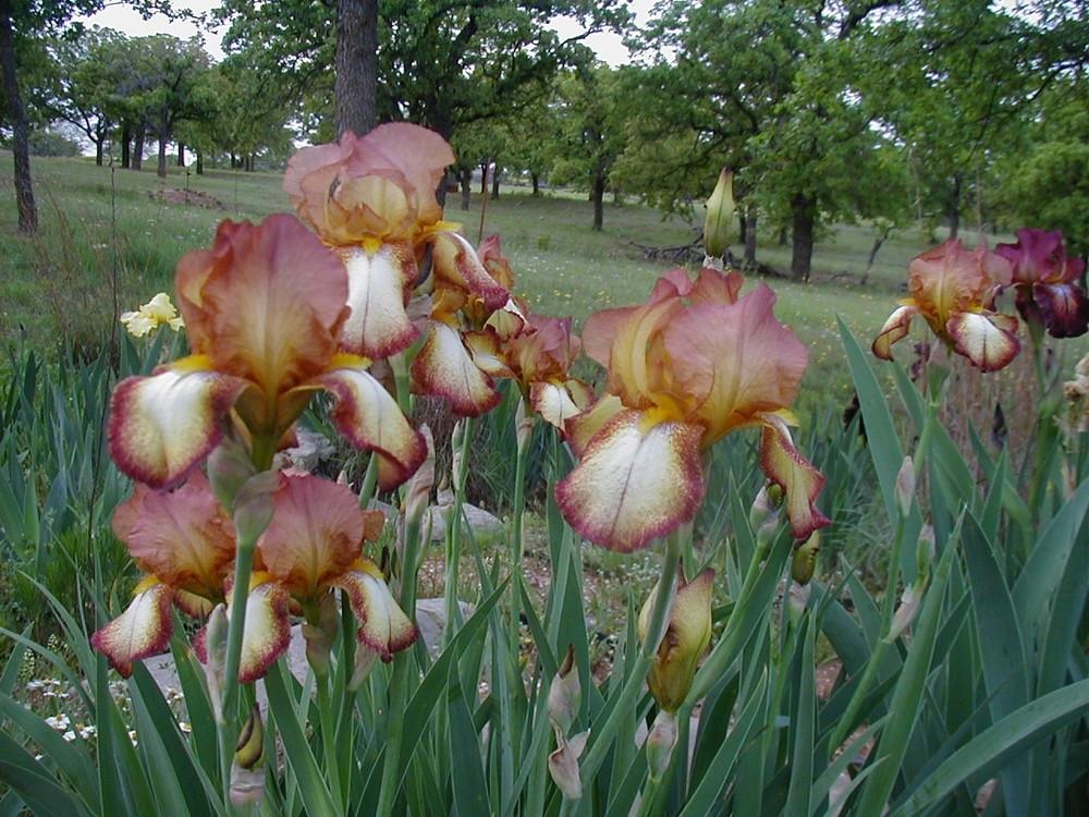 Photo of Tall Bearded Iris (Iris 'Belvi Queen') uploaded by needrain