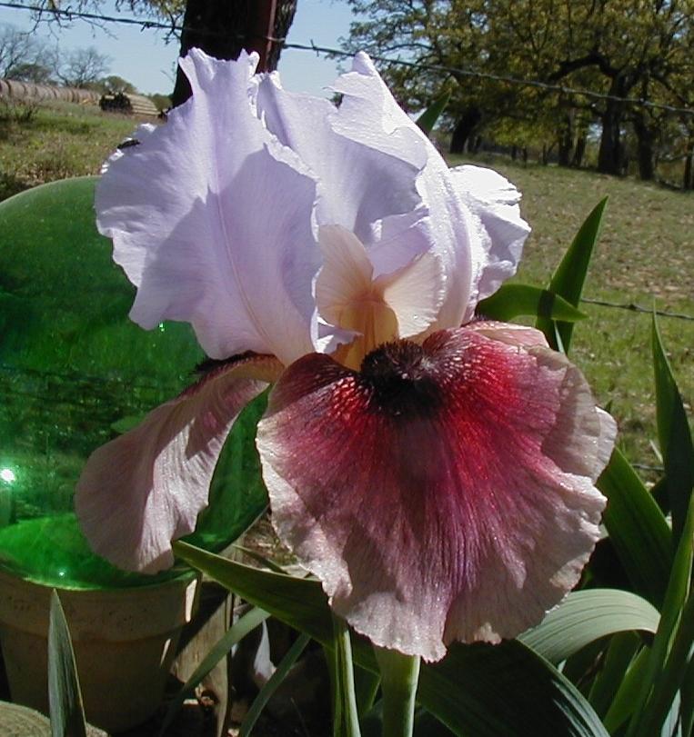 Photo of Arilbred Iris (Iris 'Bold Sentry') uploaded by needrain