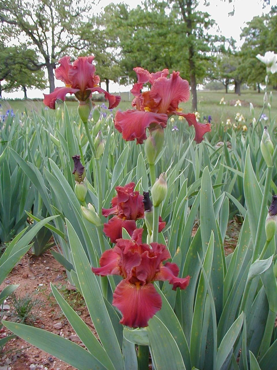 Photo of Tall Bearded Iris (Iris 'Cajun Spices') uploaded by needrain