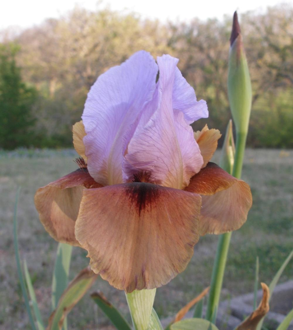 Photo of Arilbred Iris (Iris 'Bionic Focus') uploaded by needrain